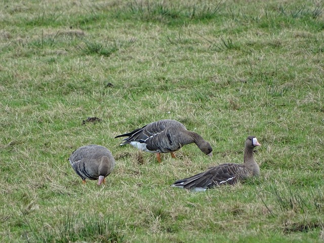 知名少帥朱 知名少帥朱
